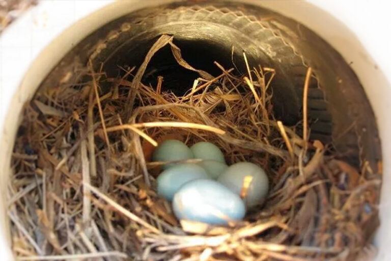 Dryer vent bird nest